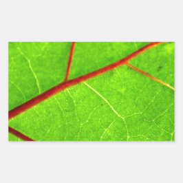 セントトーマス1 長方形シール