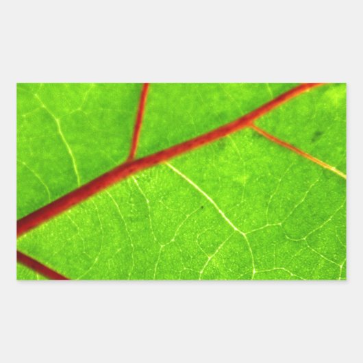 セントトーマス1 長方形シール (正面)