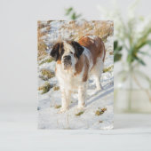 セントバーナードドッグポートレート サンキューカード (スタンド正面)