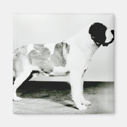 セントバーナード犬 マグネット (正面)