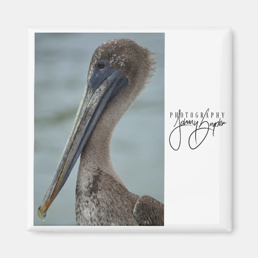 セントピートペリカン2x2マグネット マグネット (正面)