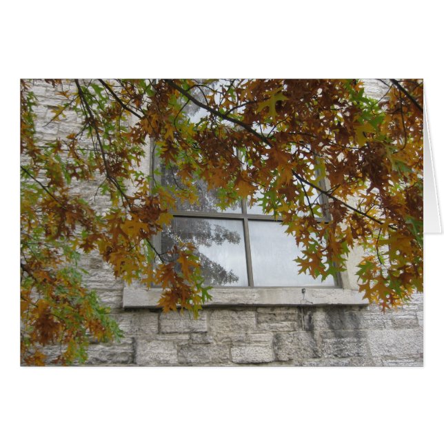 セントポールの秋のカシ (正面横)