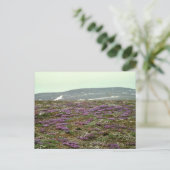 セントマシュー島、黒っぽい（または紫）オキシトロープ ポストカード (スタンド正面)