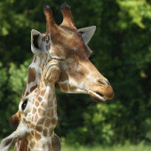 セントメリーズウォーターフロントGA上のゴールデンサンセット ポストカード