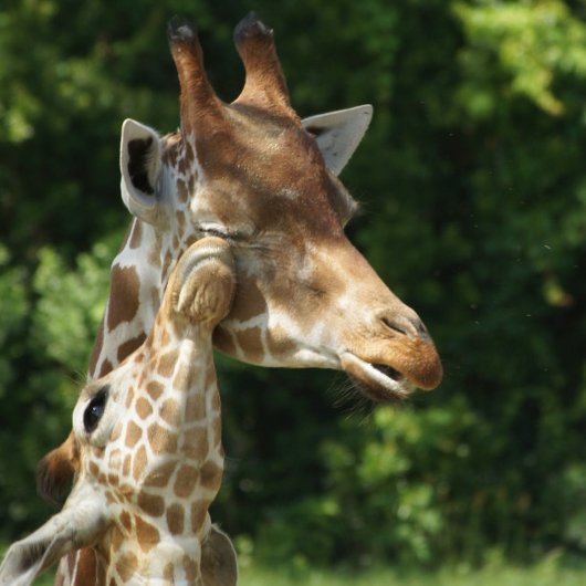 セントメリーズウォーターフロントGA上のゴールデンサンセット ポストカード