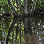 セントメリーズウォーターフロントGA上のゴールデンサンセット ポストカード