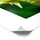 セントラス・エキナトス。 フォトプリント            (角)