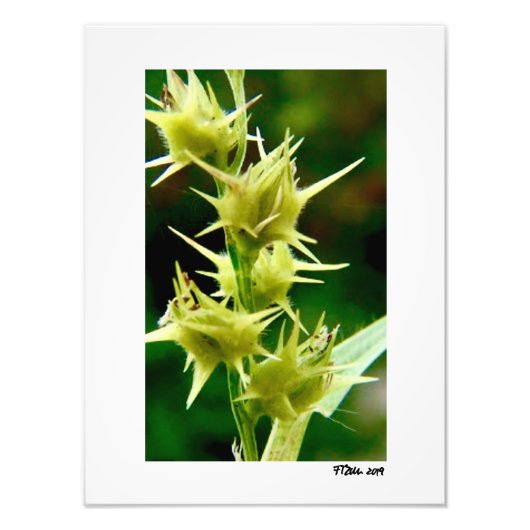 セントラス・エキナトス。 フォトプリント            (正面)