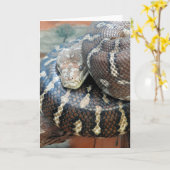 セントラリアのニシキヘビ カード (黄色い花)