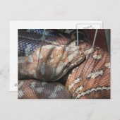 セントラリアンカーペットパイソン ポストカード (正面/裏面)