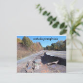 セントラリア州グラフティロード葉書 ポストカード (スタンド正面)