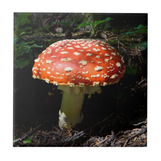 セントラルカスカズズワシントン州 タイル (正面)