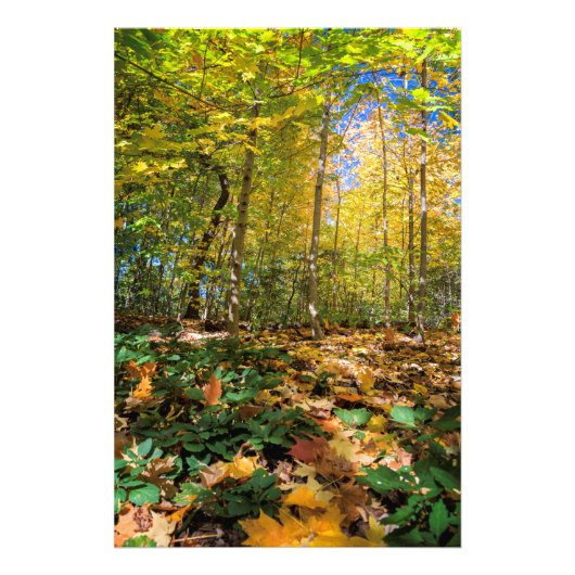 セントラルカラフルパークビューフォトプリント フォトプリント            (正面)