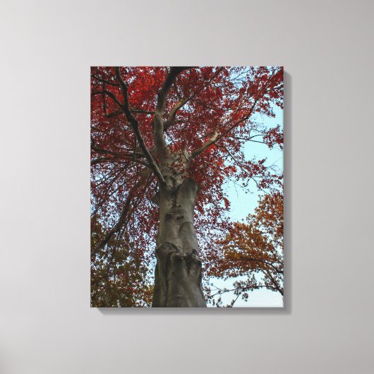 セントラルパークの美しい秋の木 キャンバスプリント (正面)