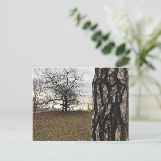 セントラルパークニューヨークシティNYCツリーフォトポストカード ポストカード (スタンド正面)