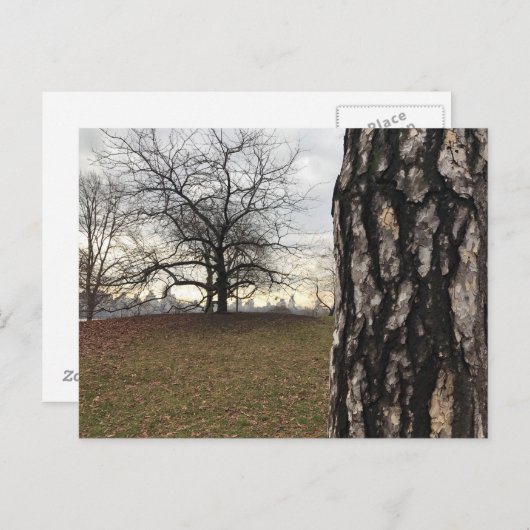 セントラルパークニューヨークシティNYCツリーフォトポストカード ポストカード (正面/裏面)