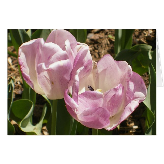 セントラル・パークの紫色のチューリップ (正面横)