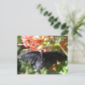 セントルイス動物園の蝶のポストカード ポストカード (スタンド正面)