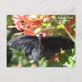 セントルイス動物園の蝶のポストカード ポストカード (正面)