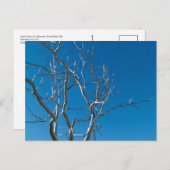 セントルイス美術館彫刻 ポストカード (正面/裏面)