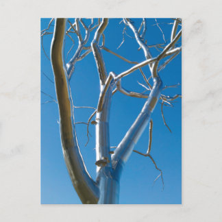 セントルイス美術館 ポストカード