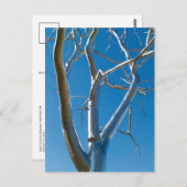 セントルイス美術館 ポストカード (正面/裏面)