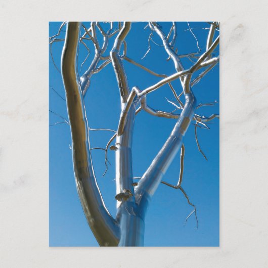 セントルイス美術館 ポストカード (正面)