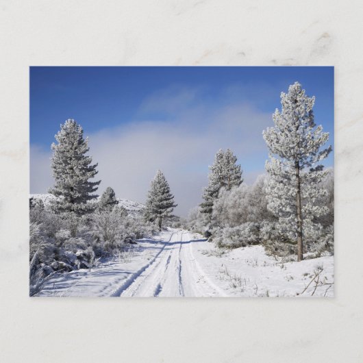 セント近くのキャンブリアンズの雪景色の道と松の木 ポストカード (正面)