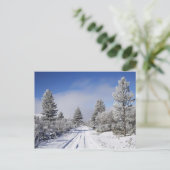 セント近くのキャンブリアンズの雪景色の道と松の木 ポストカード (スタンド正面)