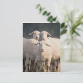 セント・クロワ・シープ ポストカード (スタンド正面)