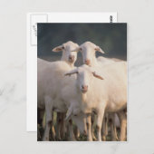 セント・クロワ・シープ ポストカード (正面/裏面)