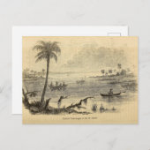 セント・ジョンズ川のセミノール ポストカード (正面/裏面)