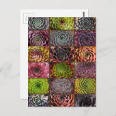 センペルヴィヴム – ハウゼリーク – ハウスウルツ – コラージュ ポストカード (正面/裏面)