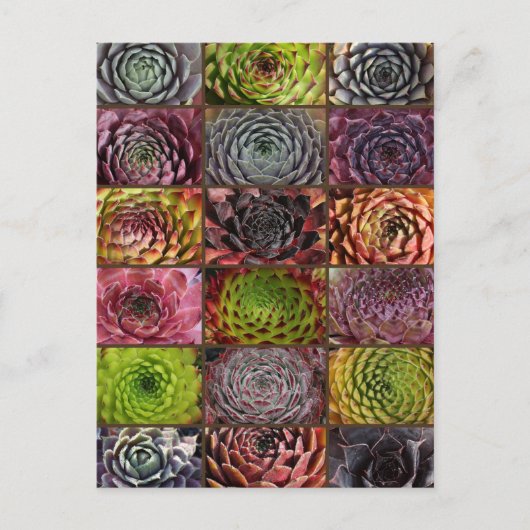 センペルヴィヴム – ハウゼリーク – ハウスウルツ – コラージュ ポストカード (正面)