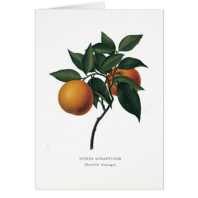 セヴィルオレンジ (正面)