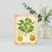 セヴィルオレンジ – ヴィンテージイラストレーション ポストカード (スタンド正面)