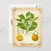 セヴィルオレンジ – ヴィンテージイラストレーション ポストカード (正面/裏面)