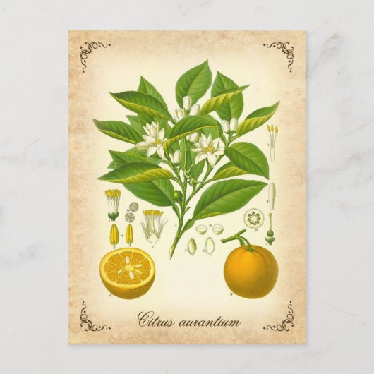 セヴィルオレンジ – ヴィンテージイラストレーション ポストカード (正面)