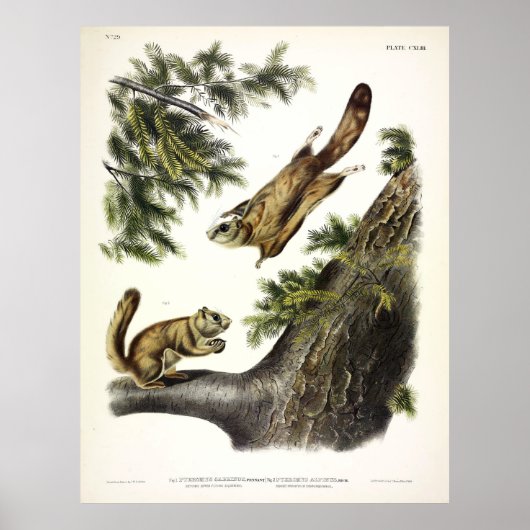 セヴェラン川（北）リス飛んでいるレルby Audubon ポスター (正面)