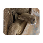 セーシェル・アルダブランの陸亀 マグネット (横)