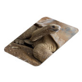 セーシェル・アルダブランの陸亀 マグネット (左側)