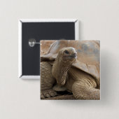 セーシェル・アルダブランの陸亀 缶バッジ (正面&裏面)