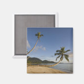 セーシェル、マヘ島、水平ヤシ、 マグネット (正面/裏面)