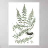 セージグリーンファーンプラントアートプリントno. 6ホームデコール ポスター (正面)