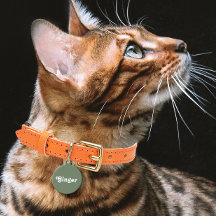 セージグリーン