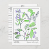 セージハーブマテリアメディカカードハーブ勉強植物 ポストカード (正面/裏面)