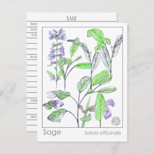 セージハーブマテリアメディカカードハーブ勉強植物 ポストカード (正面/裏面)
