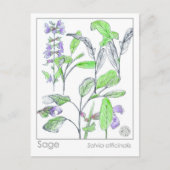 セージハーブマテリアメディカカードハーブ勉強植物 ポストカード (正面)