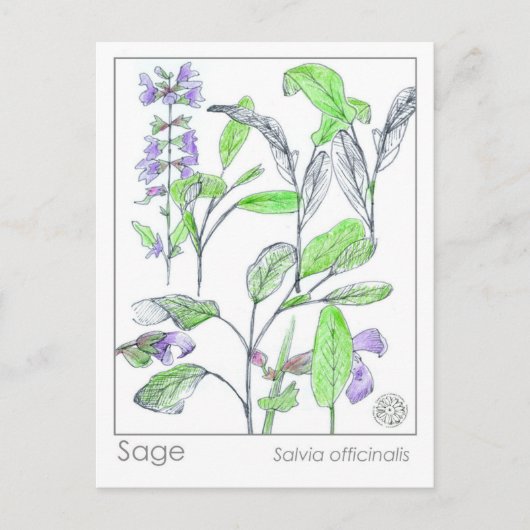セージハーブマテリアメディカカードハーブ勉強植物 ポストカード (正面)