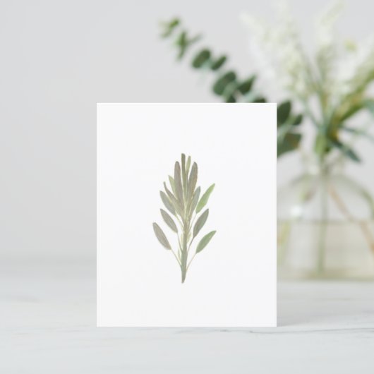 セージ植物植物植物植物の緑の紙シート (スタンド正面)